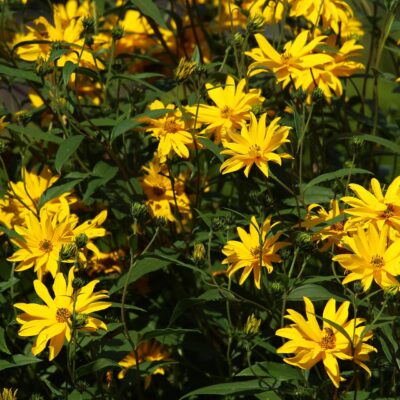 Rudbekije
