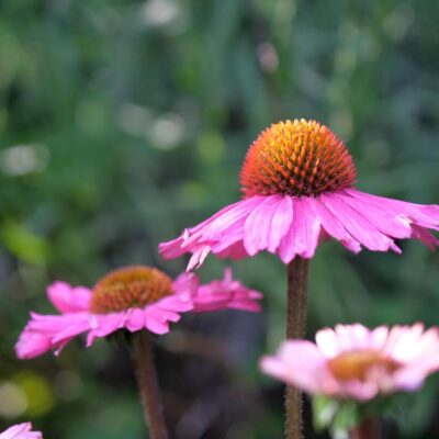 Ameriški slamnik cvet