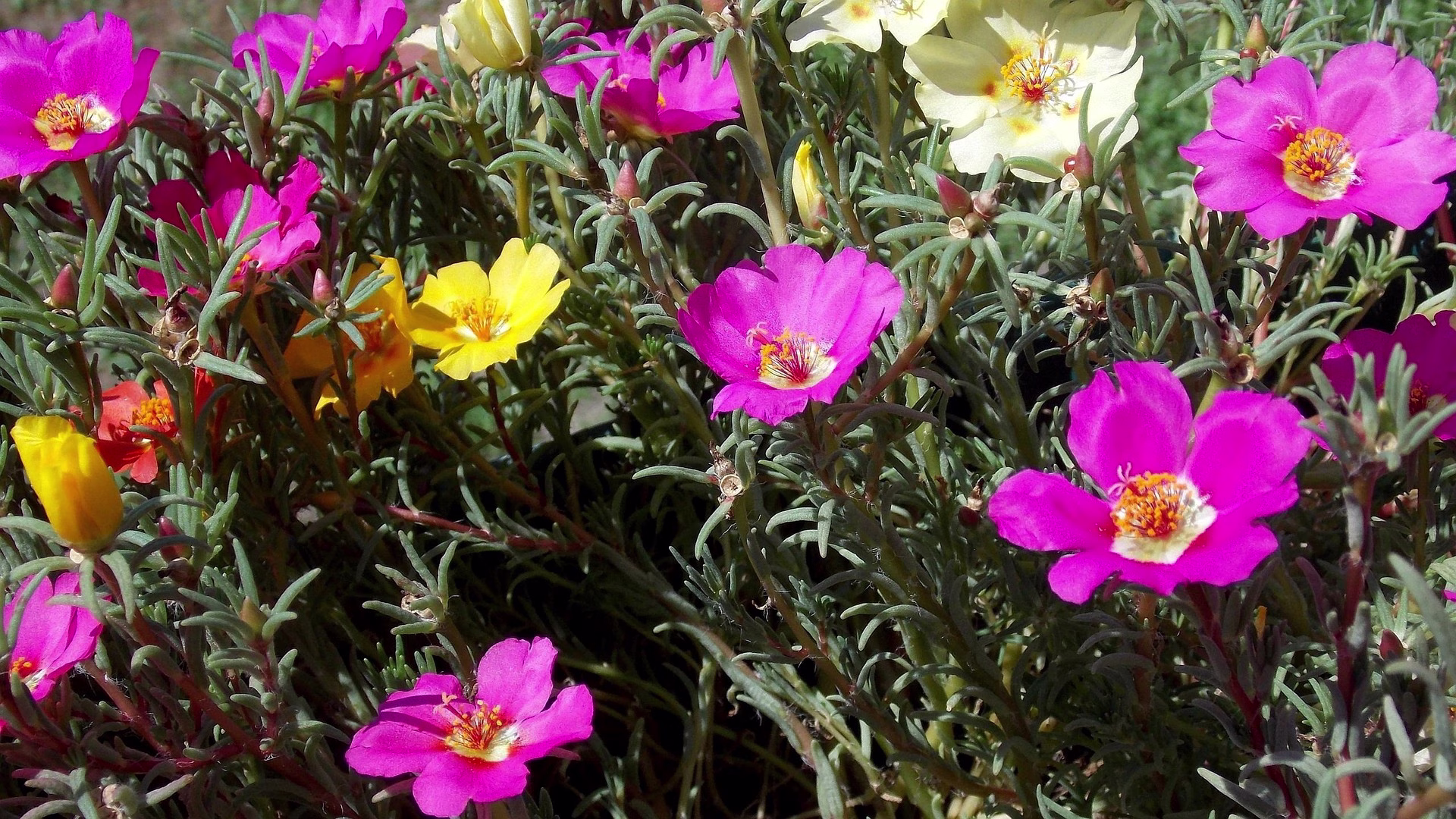 Portulaki