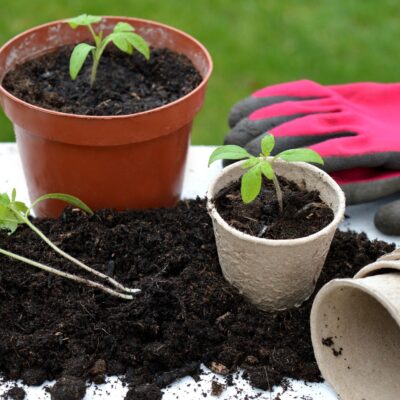 Presajanje iz lončkov