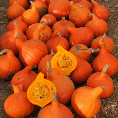 Plodovi buče Hokkaido.