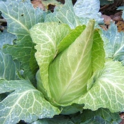 Zelje špičasto pozno Fildelkrout