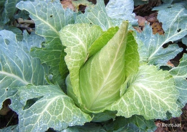 Zelje špičasto pozno Fildelkrout