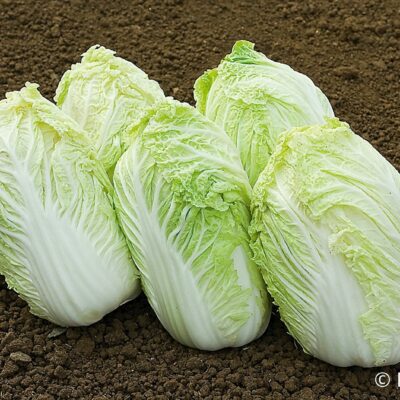 Glave kitajskega zelja.