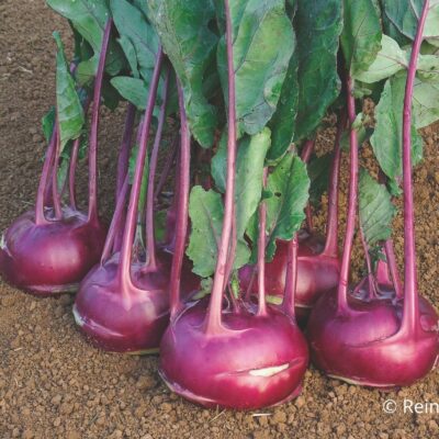 Rastlina kolerabica Azur Star.