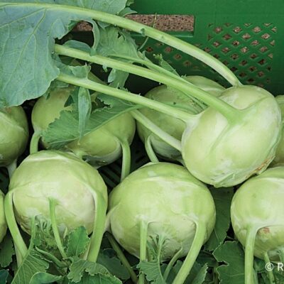 Plodovi nadzemne kolerabice Noriko.