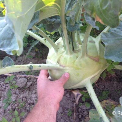 Rastlina kolerabica.