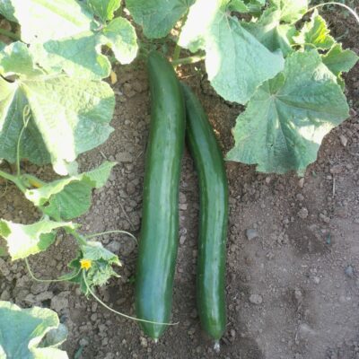 Plodovi kumare na rastlini.