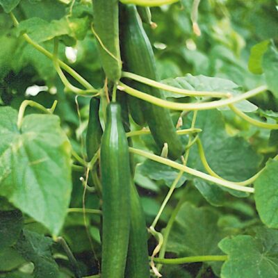 Rastlina kumara Helena s plodovi.