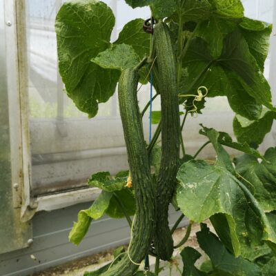 Rastlina kumara Saiko s plodovi.