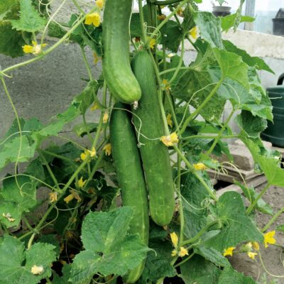 Rastlina kumare s plodovi.