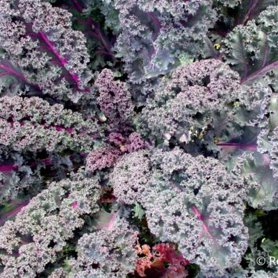 Listni ohrovr Rosco temno vijolične barve z zelo nakodranimi listi.