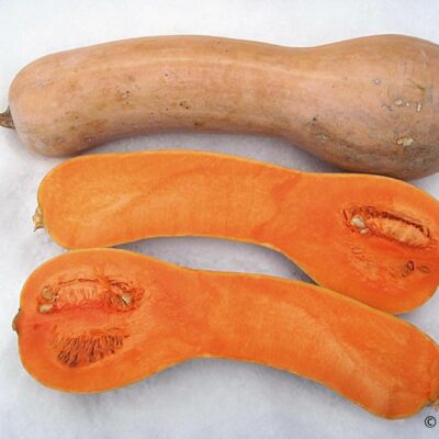 Plodovi buče Dolga iz nice prerezani na polovico , Vidi se dolg vrat brez semen.