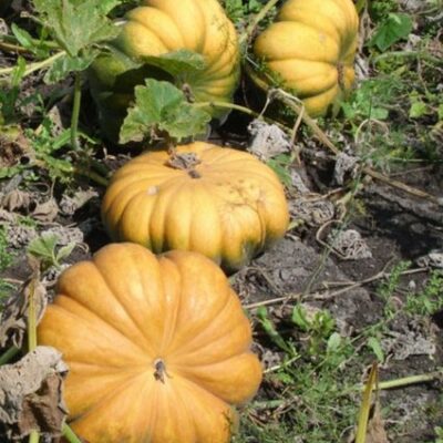 Plodovi buče oker-rjave barve, ki rastejo travniku.