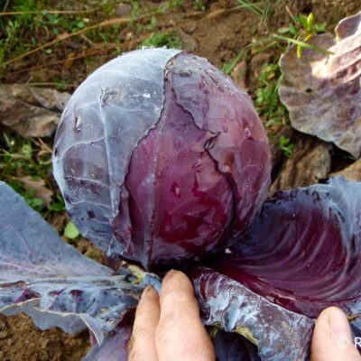 Zeljnata glava rdečega poznega zelja Granat.