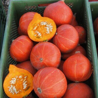 Plodovi buče Red Kuri.