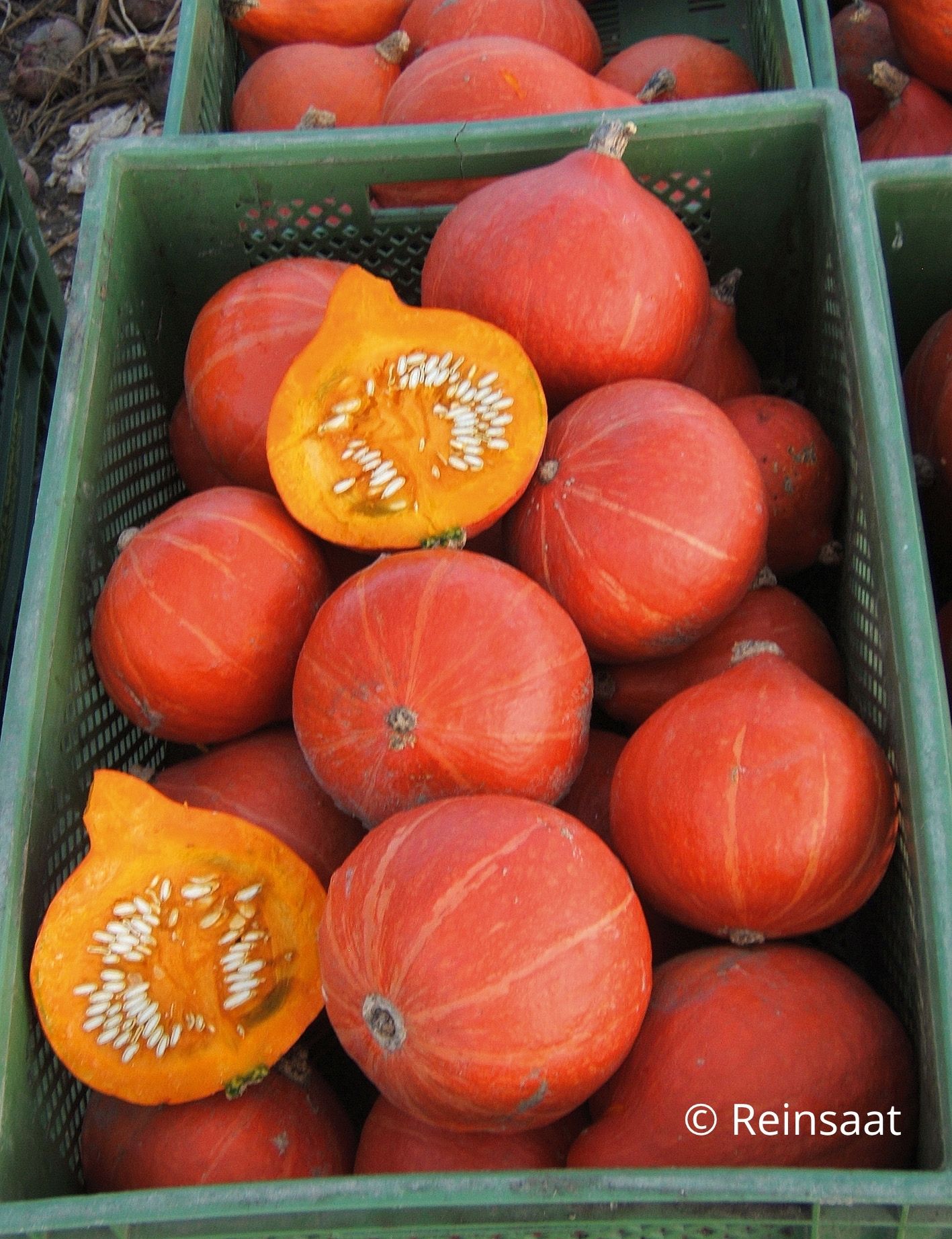 Plodovi buče Red Kuri.