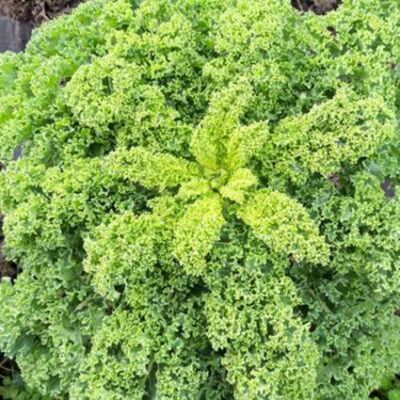 Rastlina kodrolistni ohrovt.