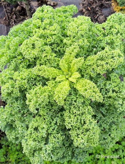 Rastlina kodrolistni ohrovt.