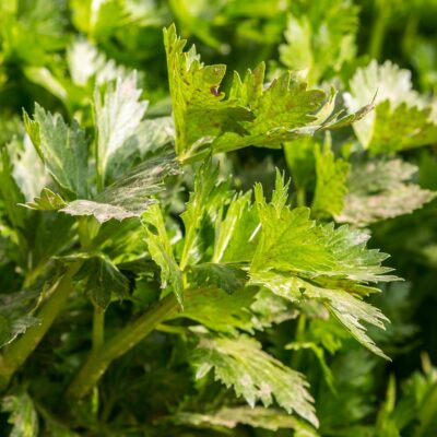 Zelena, peteršilj, pastinak