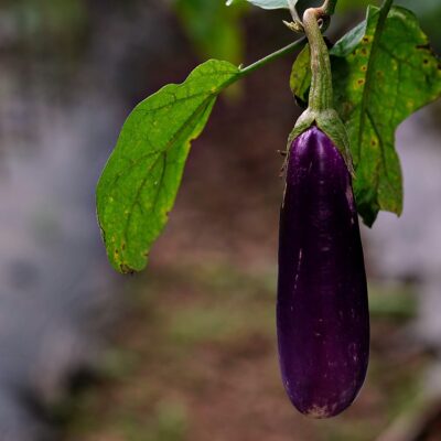 Podolgovati jajčevec