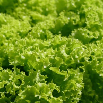 Krhkolistne glavnate solate