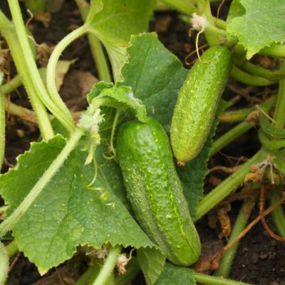 Plodovi kumare na rastlini.