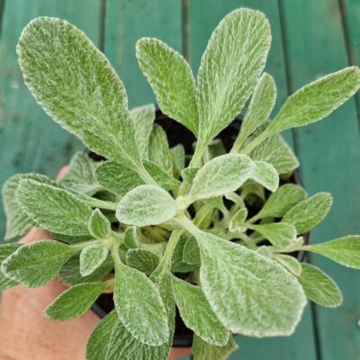 sadika grškega čaja v lončku