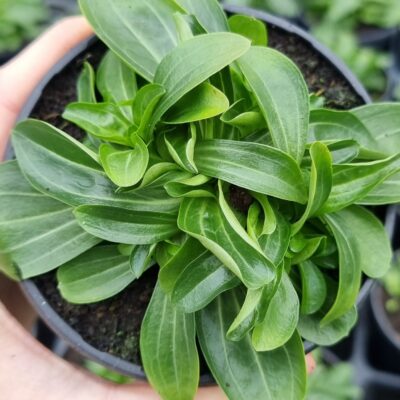 Sadika tavžentrože v lončku od blizu.