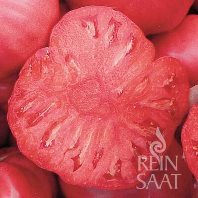 plodovi paradižnika