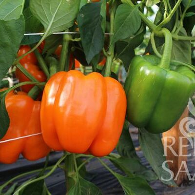 plodovi paprike na rastlini