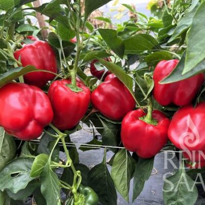 plodovi paprike na rastlini