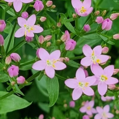 Roza cvetovi tavžentrože