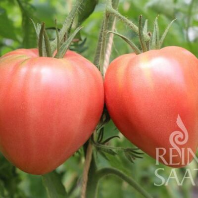 PLODOVI PARADIŽNIKA