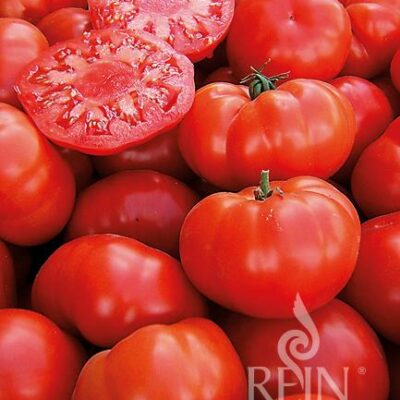 plodovi paradižnika