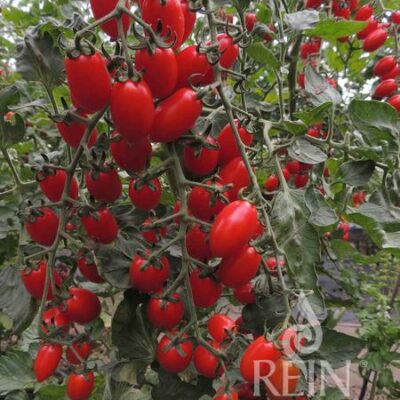 plodovi na rastlini paradižnika