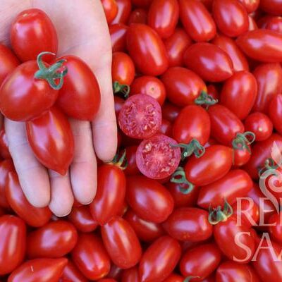 plodovi paradižnika