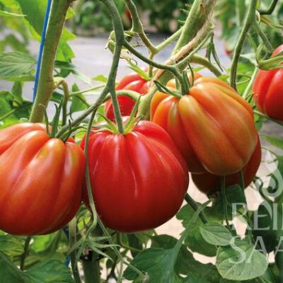 plodovi in rastlina paradižnika