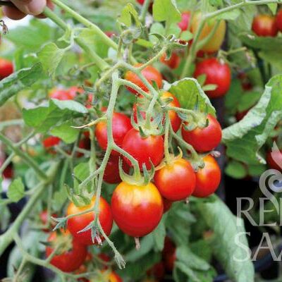 plodovi na rastlini paradižnika