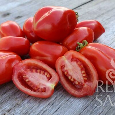 plodovi paradižnika