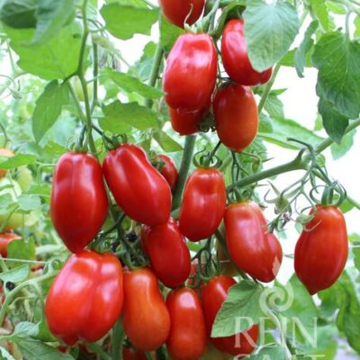 plodovi na rastlini paradižnika