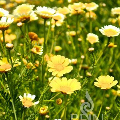 rumeni cvetovi rastline