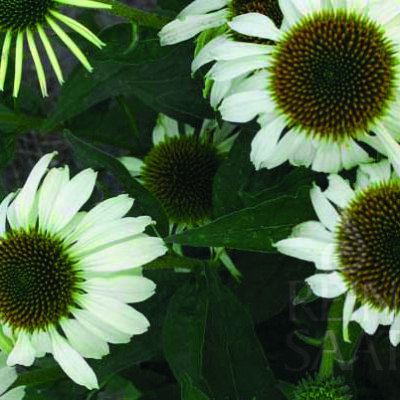 cvetovi belega slamnika