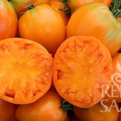 plodovi paradižnika