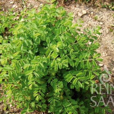 grmičevje male strašnice