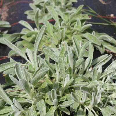 grmiček rastline grški čaj