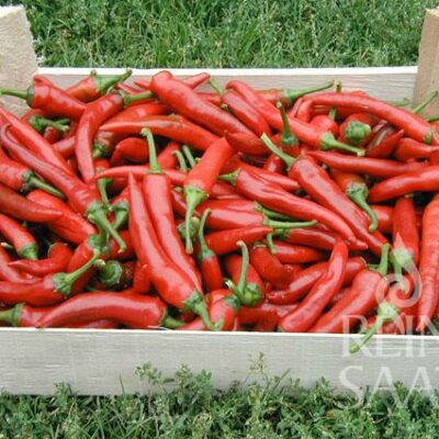 plodovi kajenskega popra