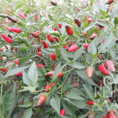 plodovi tajskega čilija