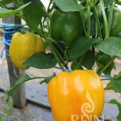 plodovi paprike na rstlini