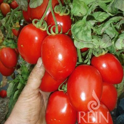 plodovi paradižnika